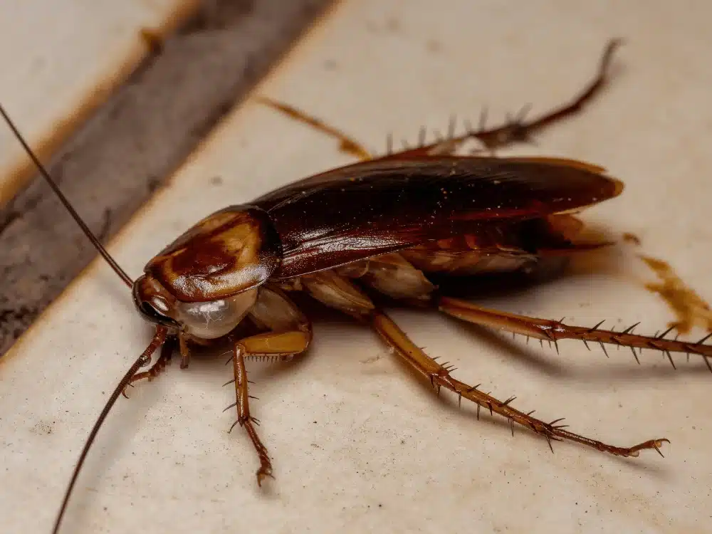 traitement et Extermination cafards à Pont-Audemer et aux alentours, desinsectiseur le havre, pour particuliers et professionnels